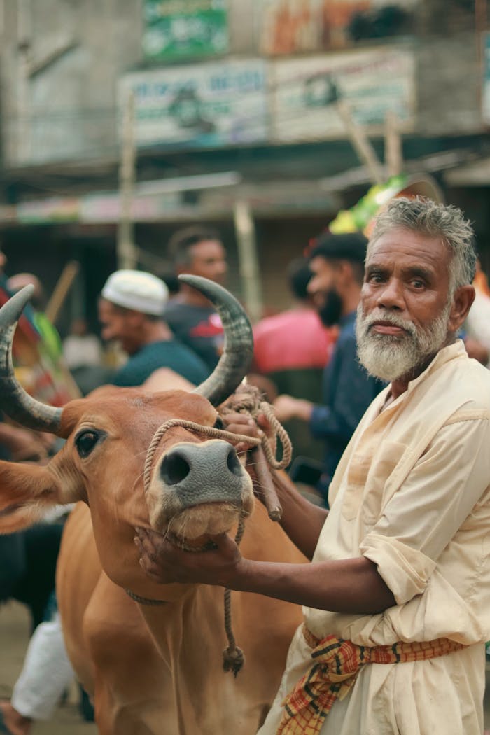 Older man holds cow in Bangladesh market during Eid festival, preparing for Qurbani sacrifice.