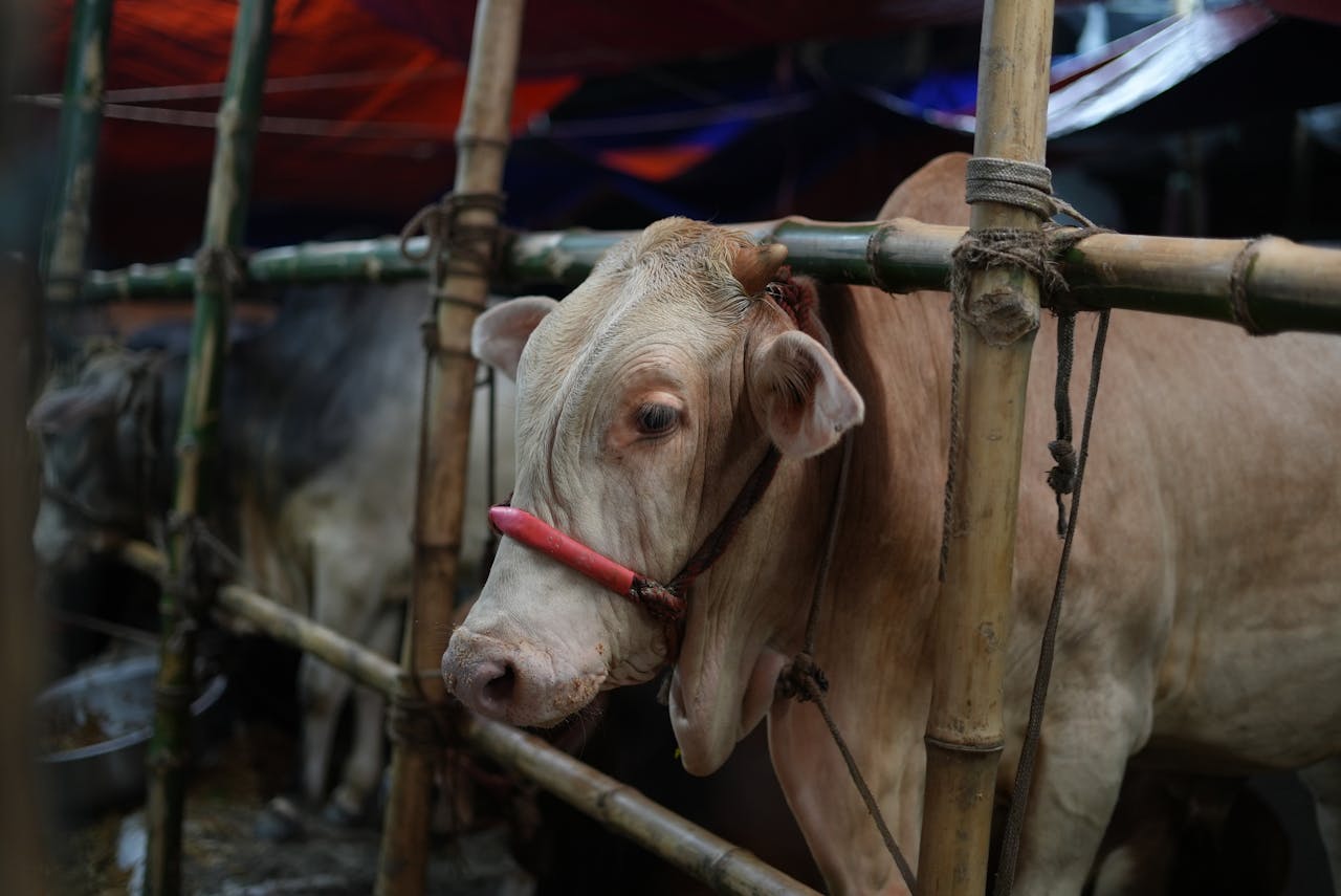 A cow stands at a livestock market in Dhaka, prepared for Eid al-Adha.